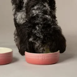 Scruffs Ombre Pet Bowl Pink 13cm Best