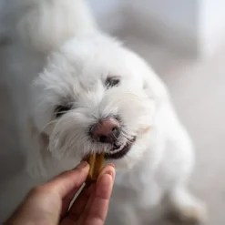 Yora Insect Protein Dental Sticks for Dogs Discount