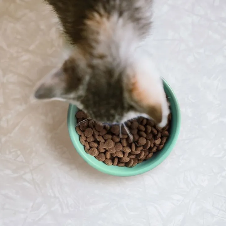 Yora Insect Protein Kitten Complete Dry Food New